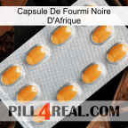 Africa Black Ant Capsule cialis3
